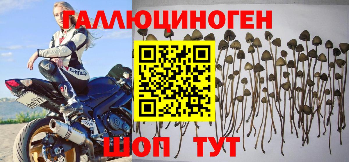 Красногорск  Псилоцибиновые грибы Psilocybe  Псилоцибиновые грибы прущие грибы  Вход с VPN 